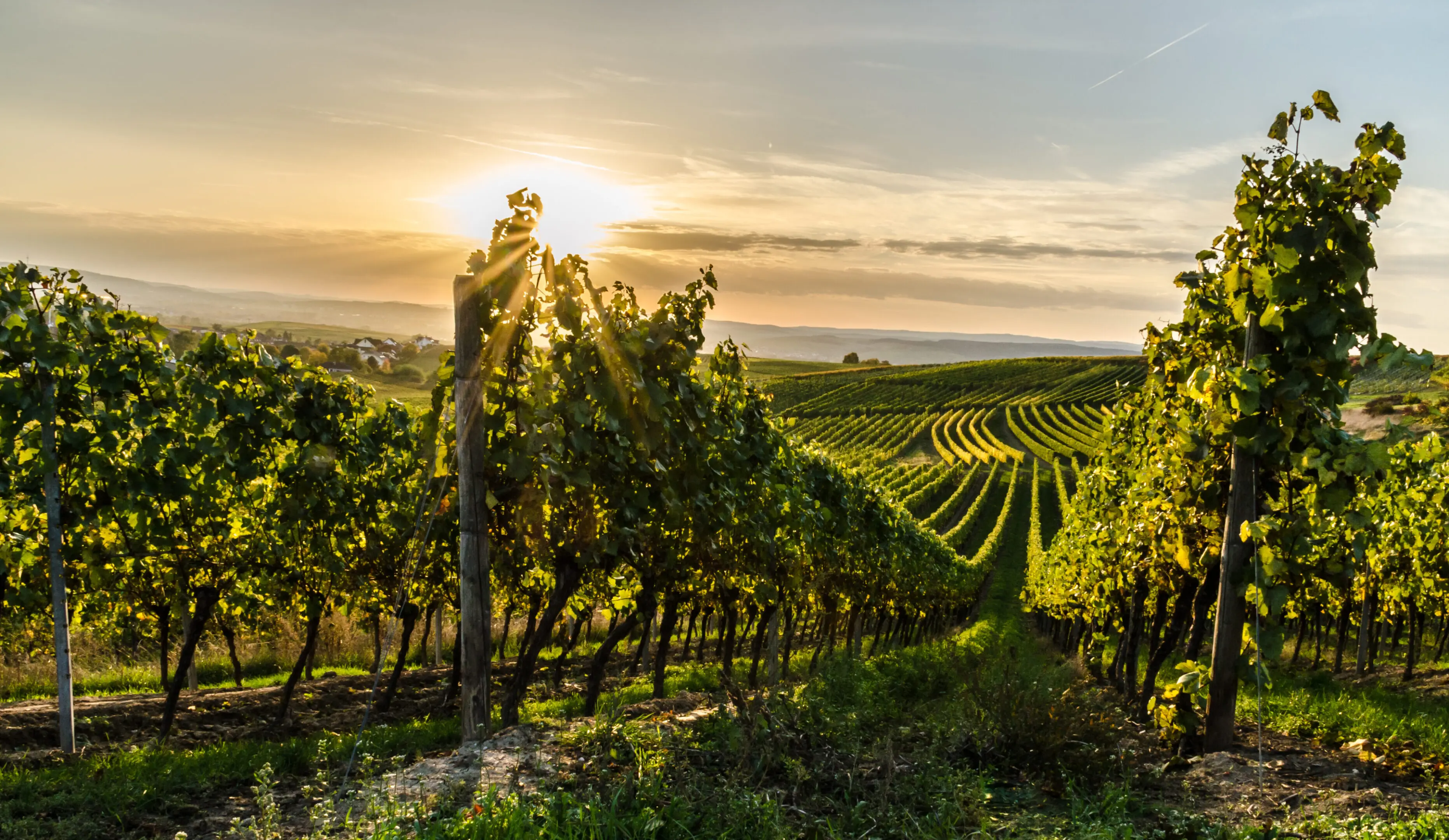 Vineyard in Rheinhessen at sunset Vines of a vineyard near Horrweiler and Bingen in Rheinhessen at sunset
